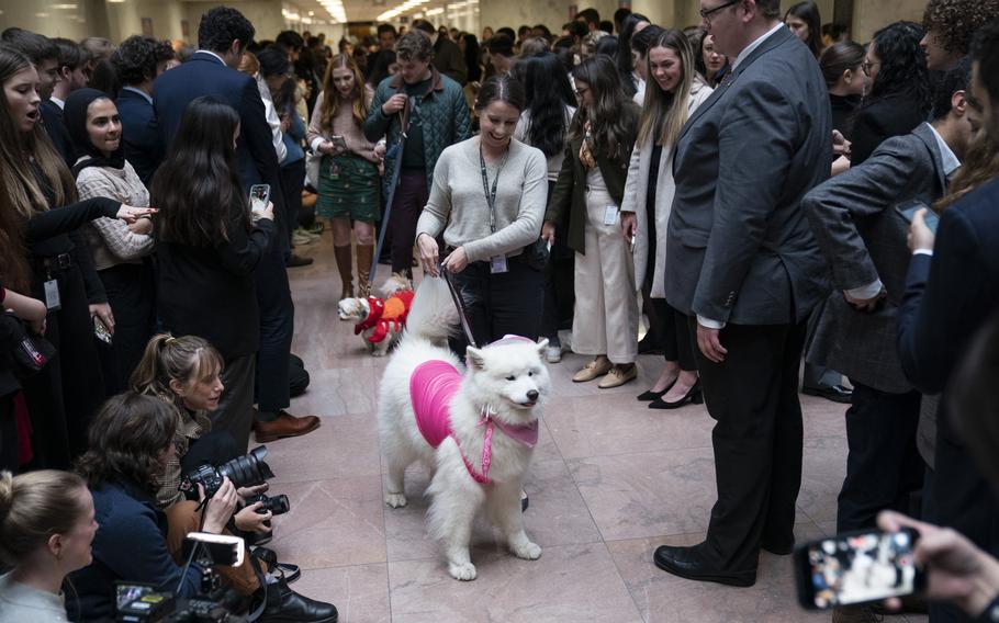 A Samoyed named Georgia, who belongs to a staffer for Sen. Patty Murray (D-Wash.), was dressed as cowgirl Barbie. 