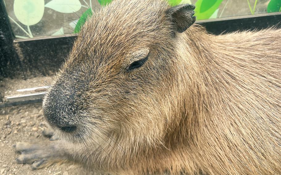 A cabybara relaxes at Izu Shaboten Zoo in Ito, Japan. 