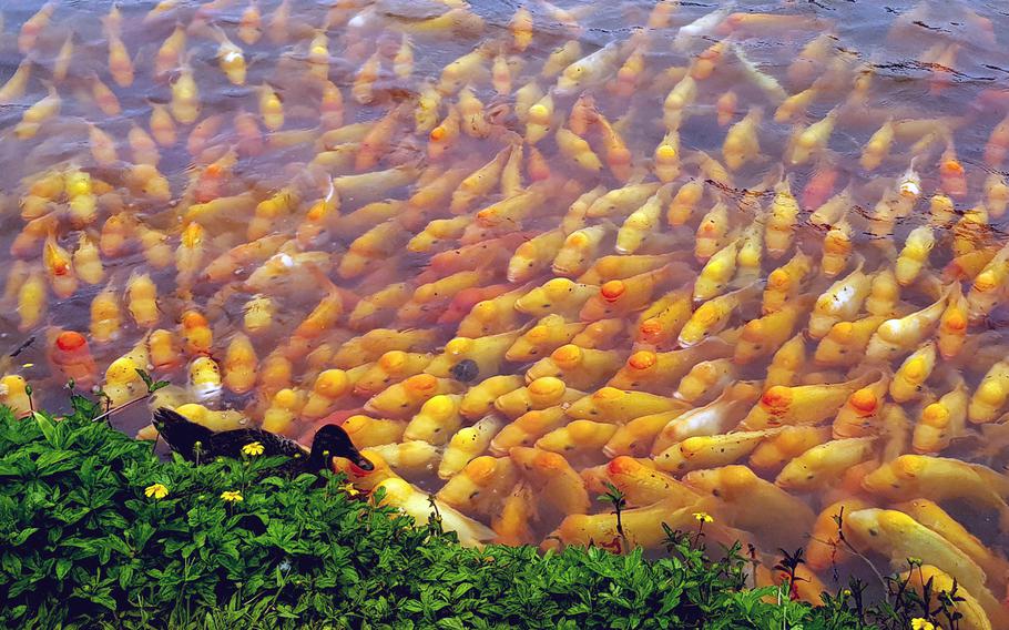 Koi jockey for bread crumbs at the reservoir inside Hoʻomaluhia, a city botanical garden in Kaneohe, Oahu, Hawaii.