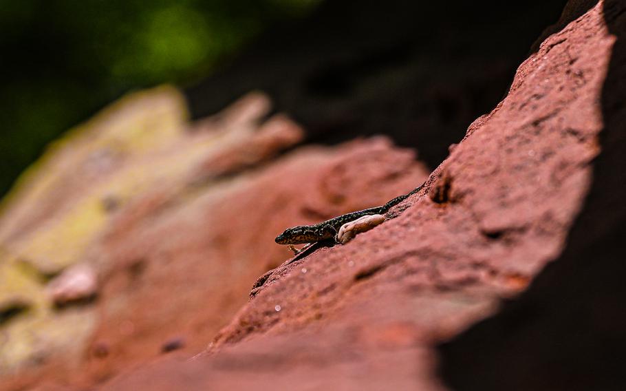 A lizard basks in the sun on a sandstone rock in the Rumberg formation on Aug. 10, 2024. The warm, dry environment of the sandstone is a perfect habitat for these reptiles.