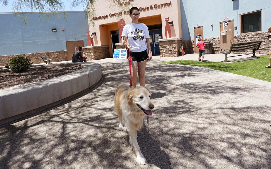 Rori Chang, of Glendale, Ariz., walks with her dog Ava as they leave the Maricopa Country Animal Care & Control facility after Ava was microchipped on June 30, 2023, in Phoenix. As most people look forward to July Fourth celebrations, those with pets are searching for solutions to the anxiety that fireworks bring. Chang had Ava microchipped in case she ran away.
