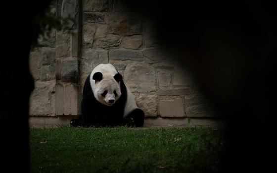 A panda sits on grass and leans against a stone wall.