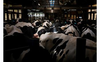 Cows are lined up for their midday milking Wednesday at United Dreams Dairy, in North Freedom, Wis.