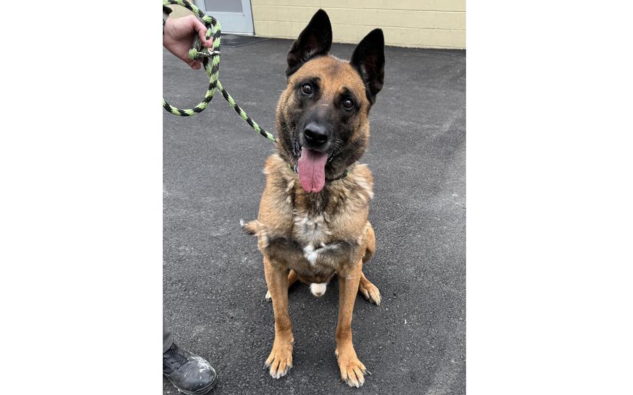 Csonti, a statuesque Belgian Malinois mix, spent a majority of his eight years on Earth protecting his country overseas, trained in explosives detection in order to serve at a U.S. Embassy.