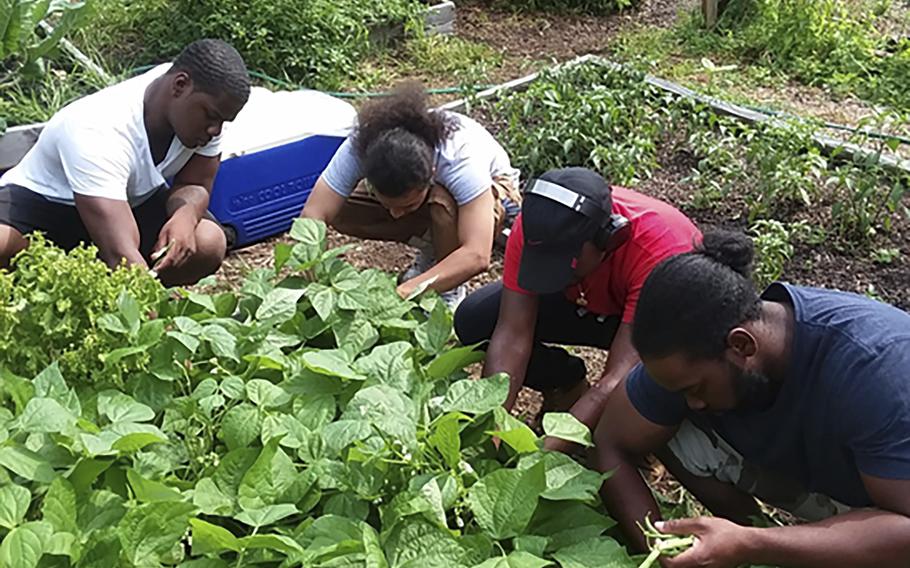 Members of the community-based Alternatives-to-Incarceration (ATI) initiative tend to crops at the Brook Park Youth Farm.