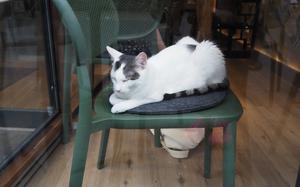 George, described on the website as "the clumsy one," takes a nap on one of the seats at the Katzentempel restaurant in Trier, Germany, on July 8, 2024.