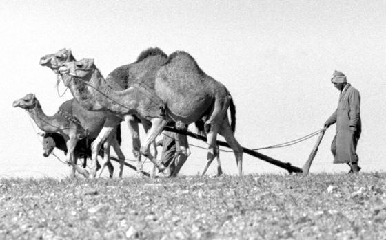 Morocco, December, 1962: Moroccan farmers use the local beasts of burdens to plow their fields.

Looking for Stars and Stripes’ historic coverage? Subscribe to Stars and Stripes’ historic newspaper archive! We have digitized our 1948-1999 European and Pacific editions, as well as several of our WWII editions and made them available online through https://starsandstripes.newspaperarchive.com/