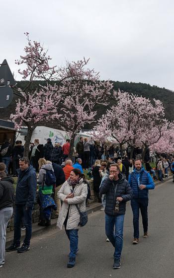 People walk among blossoming almond trees.