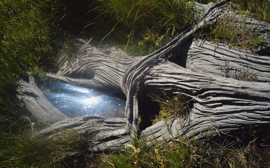 Stumps of trees killed by tides.