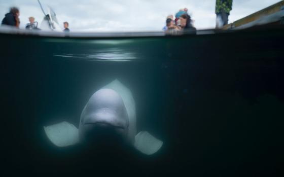 Hvaldimir, the white beluga whale suspected of being a Russian intelligence asset, was found dead in Norway's Risavika Bay on Saturday.  MUST CREDIT: Marine Mind