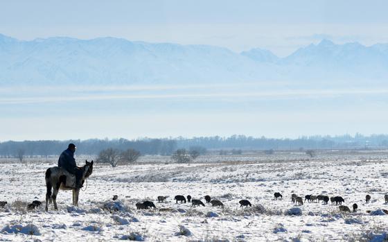 Manas, Kyrgyzstan, Dec. 6, 2013: A rancher watches over a herd of sheep in a field just outside the U.S. Air Force's transit center in Manas, Kyrgyzstan.

Locals fear loss of jobs when the U.S. Air Force shuts down operations of its center in 2014. The center - in operation since 2001 - employs some 700 locals, but as reporter Josh Smith found, sentiments in the rest of the country were less mournsome. 

Read the article here.
https://www.stripes.com/migration/looming-closure-of-manas-transit-center-met-with-economic-concern-ambivalence-1.258618

META DATA: U.S. Air Force; transit center; Manas; Kyrgyzstan; air base; Wars on Terror; 