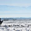 Manas, Kyrgyzstan, Dec. 6, 2013: A rancher watches over a herd of sheep in a field just outside the U.S. Air Force's transit center in Manas, Kyrgyzstan.

Locals fear loss of jobs when the U.S. Air Force shuts down operations of its center in 2014. The center - in operation since 2001 - employs some 700 locals, but as reporter Josh Smith found, sentiments in the rest of the country were less mournsome. 

Read the article here.
https://www.stripes.com/migration/looming-closure-of-manas-transit-center-met-with-economic-concern-ambivalence-1.258618

META DATA: U.S. Air Force; transit center; Manas; Kyrgyzstan; air base; Wars on Terror; 