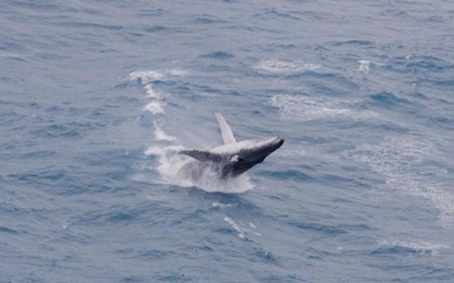 A humpback whale, photographed from a UH-1Y Venom helicopter, breaches in the Coral Sea, June 24, 2023.