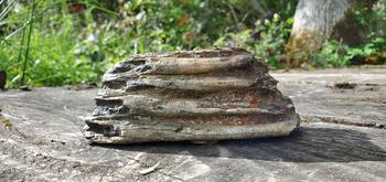 The grooved mammoth tooth fragment is at least 10,000 years old, Oregon archaeologist Patrick O’Grady said. 