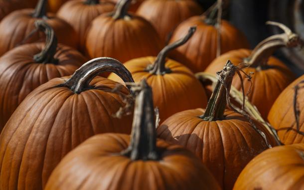 Pumpkins on display in Door County, Wis., in October 2023. In 2022, the United States harvested about 2 billion pounds of pumpkins destined to be sold whole (not processed, canned or made into pie or bread) according to data from the Agriculture Department. Assuming those pumpkins eventually made their way to a landfill, they would release about 7,500 tons of methane, according to Robert Czubaszek, an environmental scientist at the Bialystok University of Technology in Poland. That’s the greenhouse gas equivalent of more than 45,000 cars, according to the Environmental Protection Agency.