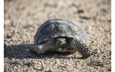 Mojave Desert Tortoise Officially Joins California’s Endangered List 