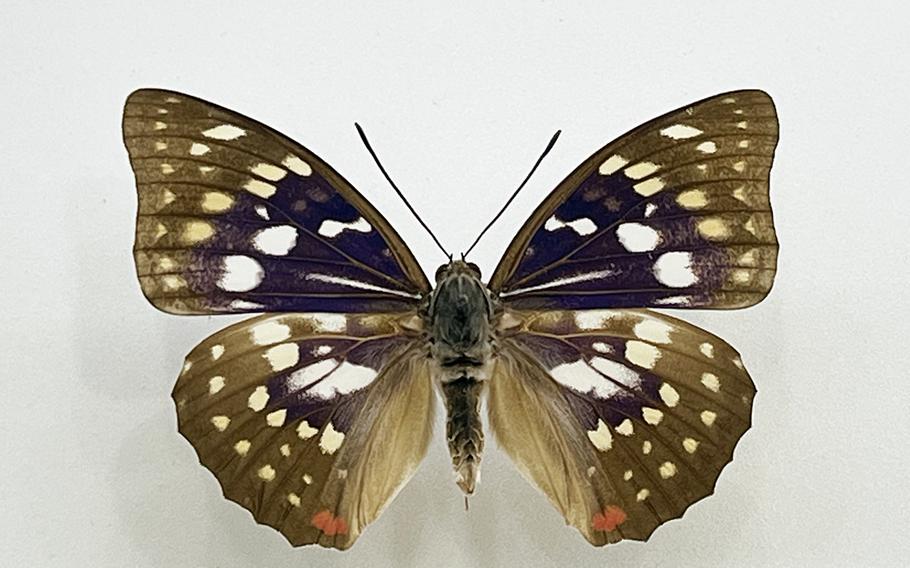 A narrow-legged skipper butterfly is displayed in the 599 Museum at the base of Mount Takao in western Tokyo.