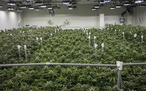 A commercial indoor cannabis grow room, Tuesday, Jan. 14, 2020 in Fredrick, MD.