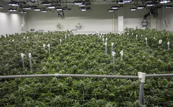 A commercial indoor cannabis grow room, Tuesday, Jan. 14, 2020 in Fredrick, MD.