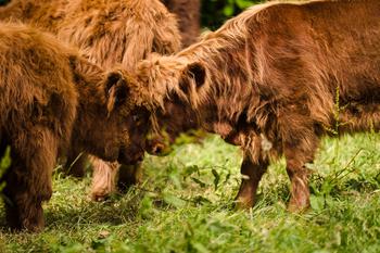 Highland calves at Pollok Park