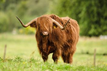 Highland cow near Inverness