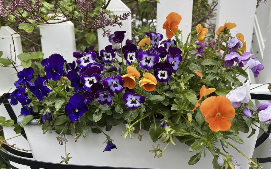 A fence-mounted planting box brimming with colorful pansies on Long Island, N.Y. 