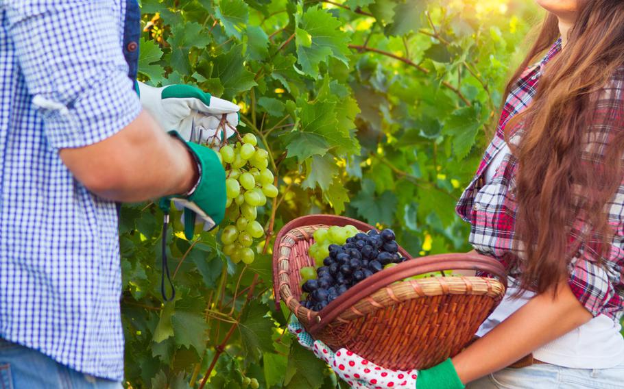 Man and woman harvesting grapes in vineyard, closeup.