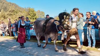 Cow walking down street with people