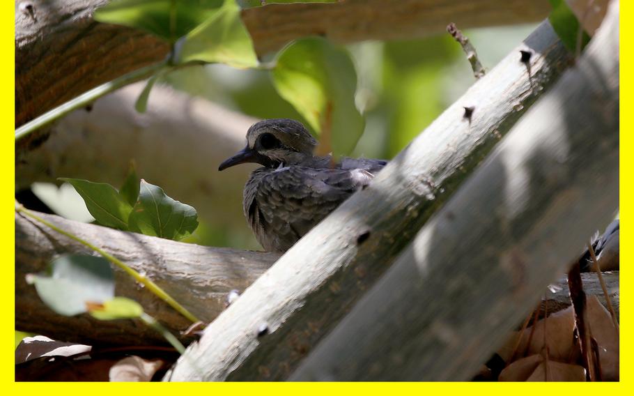 Your best option for recording low-frequency sounds, like those from owls, mourning doves and grouse, is a shotgun microphone. 