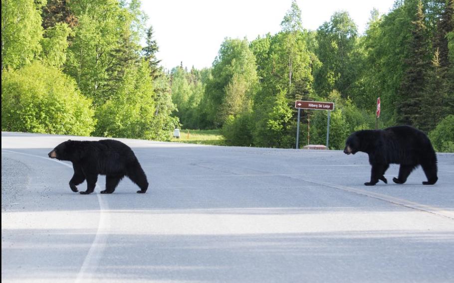 Two bears crossing a road.