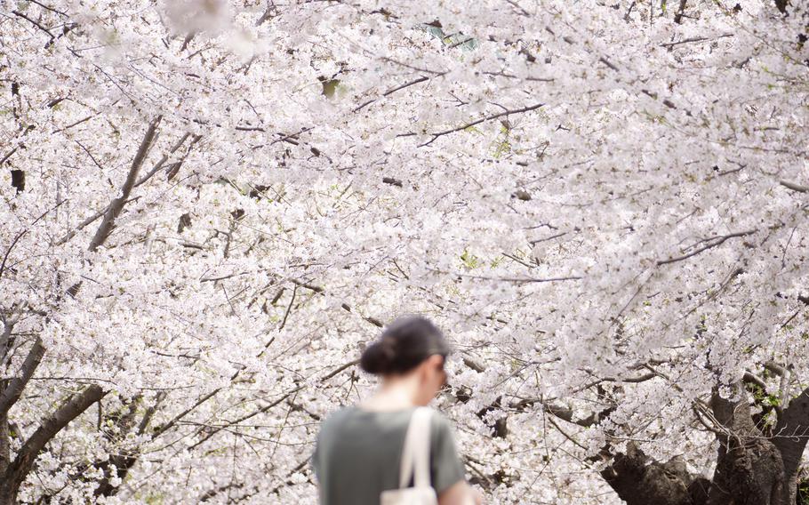 A woman stands under cherry blossom trees.