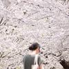 A woman stands under cherry blossom trees.