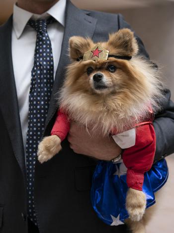 A Pomeranian dressed as Wonder Woman at the Senate’s “Bipawtisan Howl-o-ween Dog Pawrade” on Capitol Hill on Tuesday. 