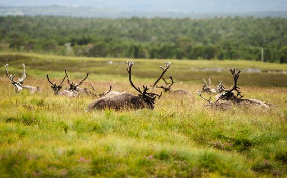 Group of reindeer looking up from grass