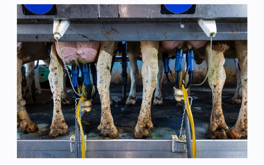 Cows being milked Wednesday at Mystic Valley Dairy in Dane County, Wis. 