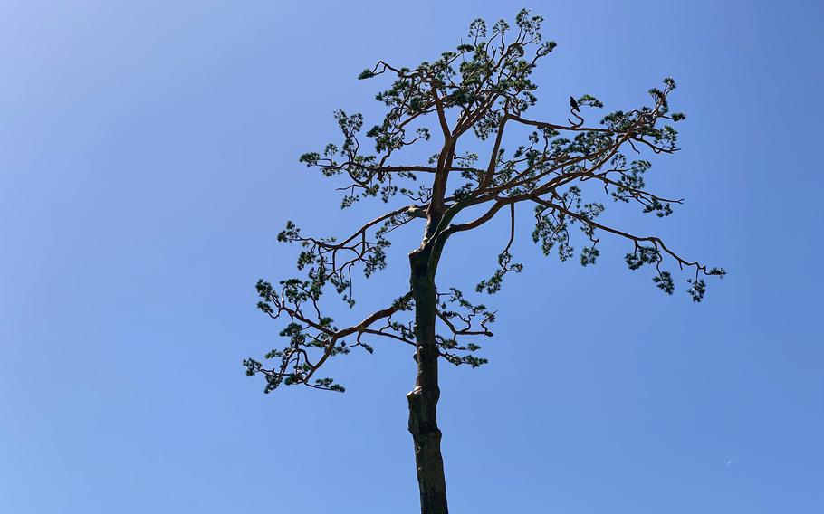 The sparse branches of a pine tree are seen from below against a blue sky backdrop.