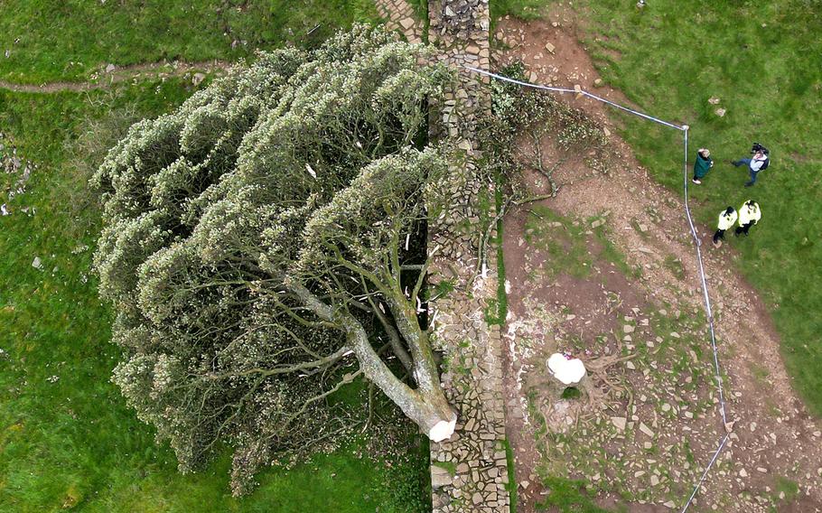 Aerial view of the ‘Sycamore Gap’ tree on Hadrian’s Wall lies on the ground, leaving behind only a stump in the spot it once proudly stood, on Sept. 28, 2023, northeast of Haltwhistle, England. 