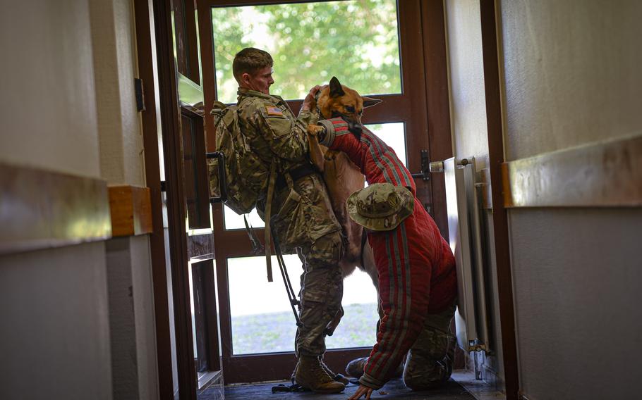U.S. Army Pfc. Toby Wolin lifts his dog Szike off of Senior Airman Brandon Duncan after a bite training session at Spangdahlem Air Base, Germany, on June 26, 2024. Duncan simulated a suspect and hid in a backroom of an old dorm building, where Szike tracked him down by scent.