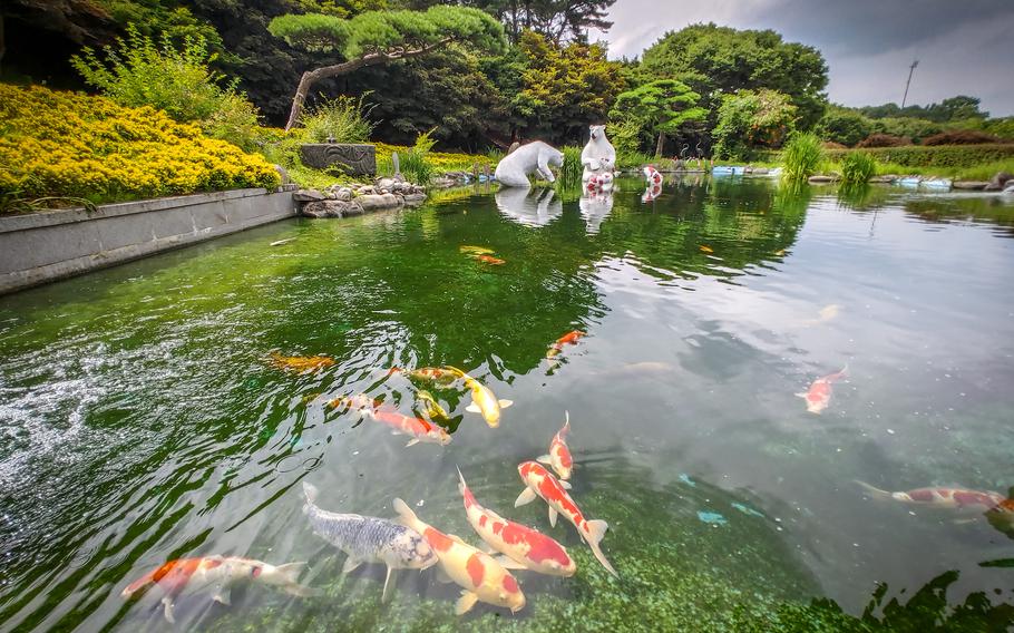South Korea's Bear Tree Park has several koi ponds where more than 1,000 curious fish will swim up to you during your visit.