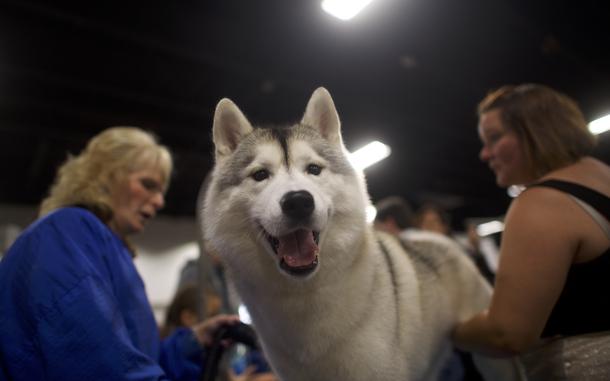 A Siberian husky. 