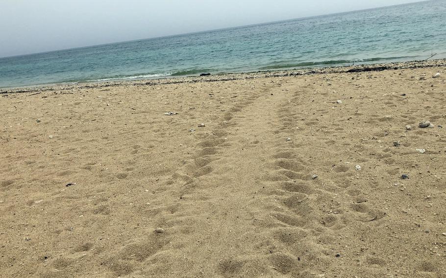 Tracks from the season's first green sea turtle were still visible on the beach at Torii Station, Okinawa, May 31, 2024.
