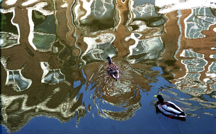 A pair of ducks swim