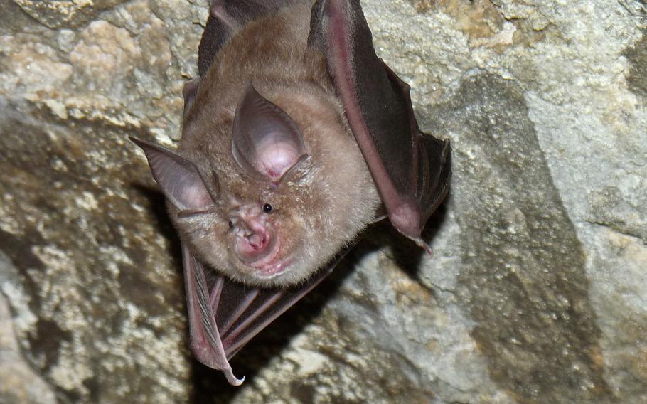 A bat is scene in the Hohenfels Training Area in Germany.