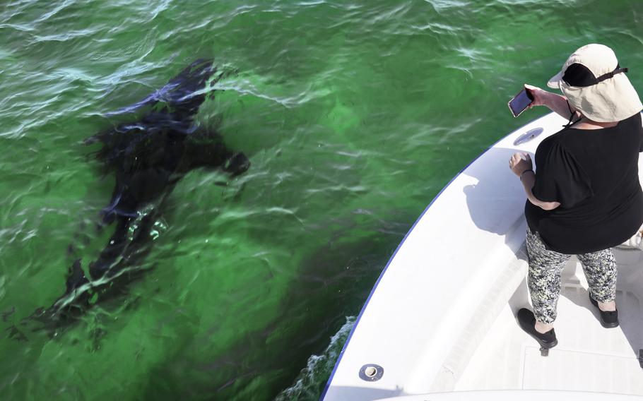 Shark tourism grows on Cape Cod, 3 years after attacks