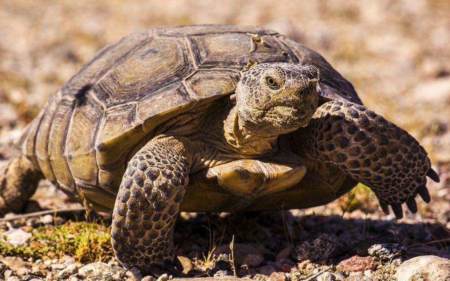 A desert tortoise at Avi Kwa Ame National Monument in Nevada. The area is a critical habitat for the desert tortoise, which is the only wild land tortoise in the Southwest.