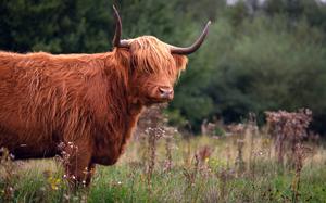 A cute, shaggy brown highland cow with big horns standing in a meadow surrounded by dark trees