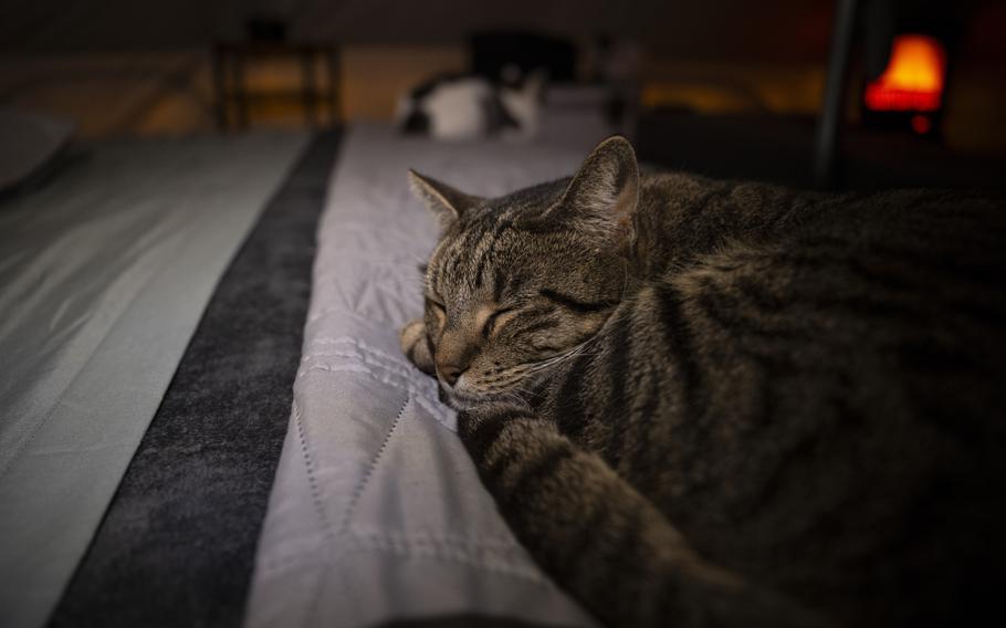 A striped cat sleeps on a bed in a tent.