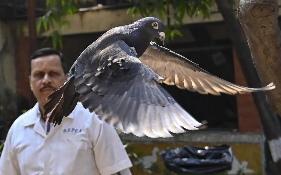 A pigeon, captured eight months earlier near a port after being suspected to be a Chinese spy, is released at a vet hospital in Mumbai, India, Jan. 30, 2024. 