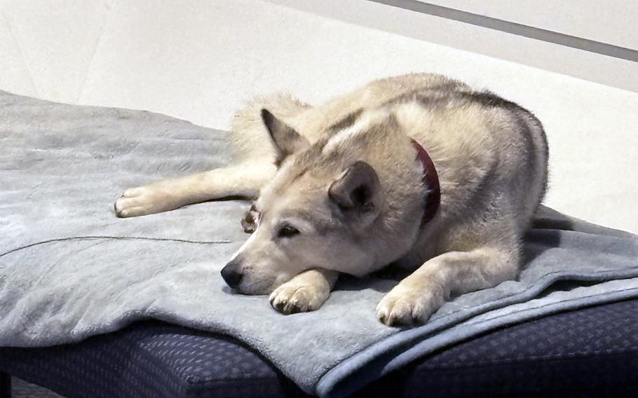 A husky relaxes at the International Antarctic Center in Christchurch, New Zealand. 