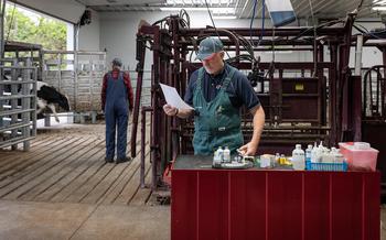 Veterinarian Scott Pertzborn prepares to vaccinate about 15 head of beef cattle, in Lodi, Wis., at his clinic on Thursday. 